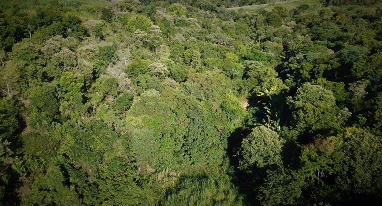 SP amplia monitoramento ambiental por satélite e reforça fiscalização no território paulista