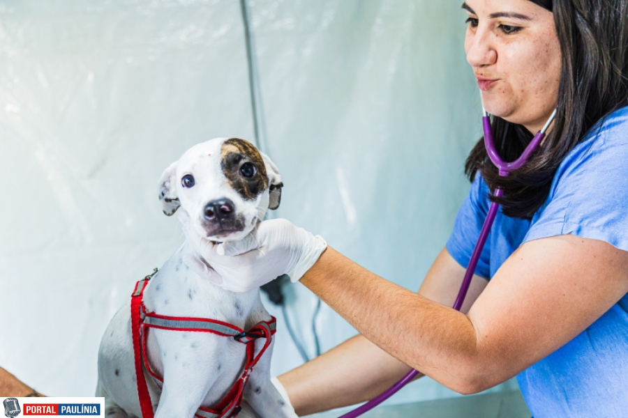 Paulínia abre 250 vagas de castração para cães e gatos