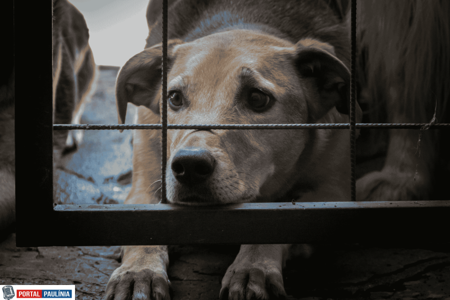 Com nova lei, pais podem ser multados em até R$ 10 mil se filhos maltratarem animais em Paulínia